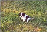 Out Cavalier King Charles Spaniel (Sally Photo 1)
