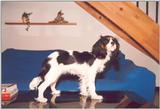 Cavalier King Charles Spaniel - Sally