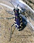 Tiger beetle, 336K