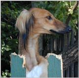 saluki