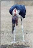 San Diego Zoo -- Marabou Stork