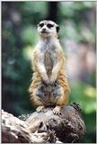 San Diego Zoo