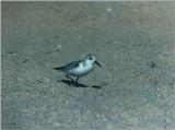 Sandpiper