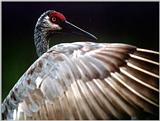 Sandhill Crane