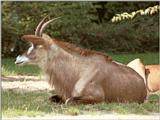 Anyone want a Sable Antelope? Hannover Zoo has got it!