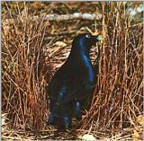 Satin-Bird