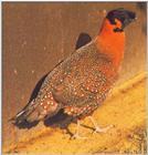 Pheasants: Satyr Tragopan