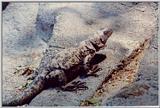 chuckwalla