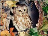 Northern Saw-Whet Owl (Aegolius acadicus)