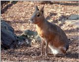 Please Identify this large rabbit or rodent 1