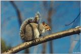 Northern Gray Squirrel (Sciurus carolinensis pennsylvanicus)3