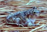 Re: Any wallpaper size toads pics?  Please. -- Eastern Spadefoot Toad (Scaphiopus holbrookii)