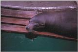 Seal