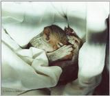 Baby Squirrel first photo