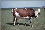 French cow