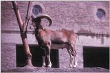 Ram tough