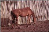Colorado horse
