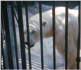 Polar bear