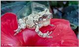 Gray Treefrog