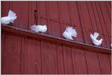 Doves
