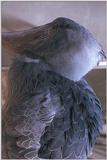 another bird