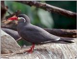 Bird - Please I.D. -- Inca Tern