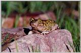 Couch's Spadefoot