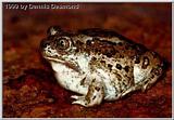 Great Basin Spadefoot toad
