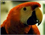 Scarlet Macaw