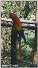 scarlet macaw