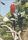 ...Pictures from my California trip - Macaw from Sea World, San Diego - red-and-green macaw (Ara ch