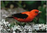 Re: colorful exotic birds please, Scarlet Tanager