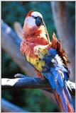 Re: Please post Parrot picture