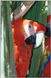 Re: Please post Parrot picture