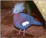 Scheepmaker's crowned pigeon (Goura scheepmakeri)3