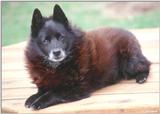 Schipperke