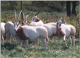 Scimitar Horned Oryx 1