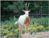Scimitar-horned Oryx (Oryx dammah)2