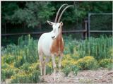 Scimitar-horned Oryx (Oryx dammah)3