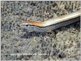 Ground Skink