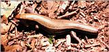 Scincidae - ktatlow@xta.com.jpg