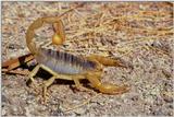 Scorpio