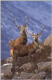 Red Deer-Scotand