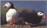 Puffins