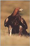 Golden Eagle