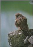 Common kestrel