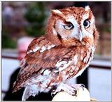 Eastern screech owl