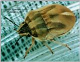 Scutellerid 1 - ktatlow@xta.com.jpg