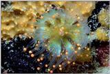 Sea-Life