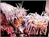 Sea Anenomae - Oregon Coast Aquarium #2